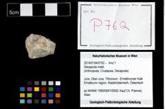 Foto (Objekt + Etikett) von Decapoda indet.  (NHMW-GEO-2014-0194-0762)